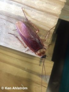 american roaches pictures