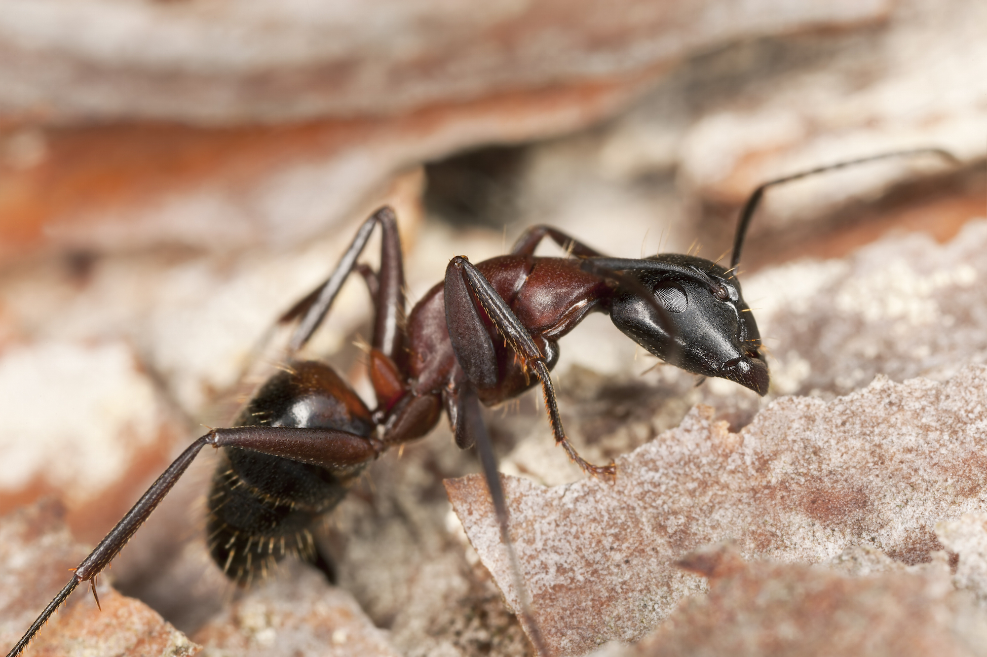 Black Carpenter Ants 80
