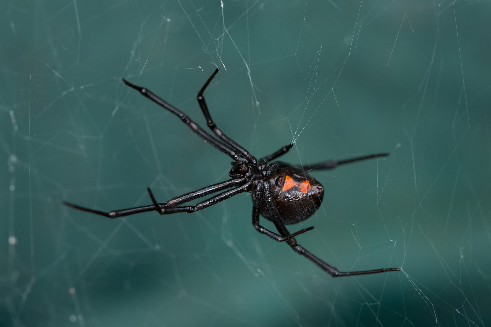 Black Widow Spiders - Economy Exterminators