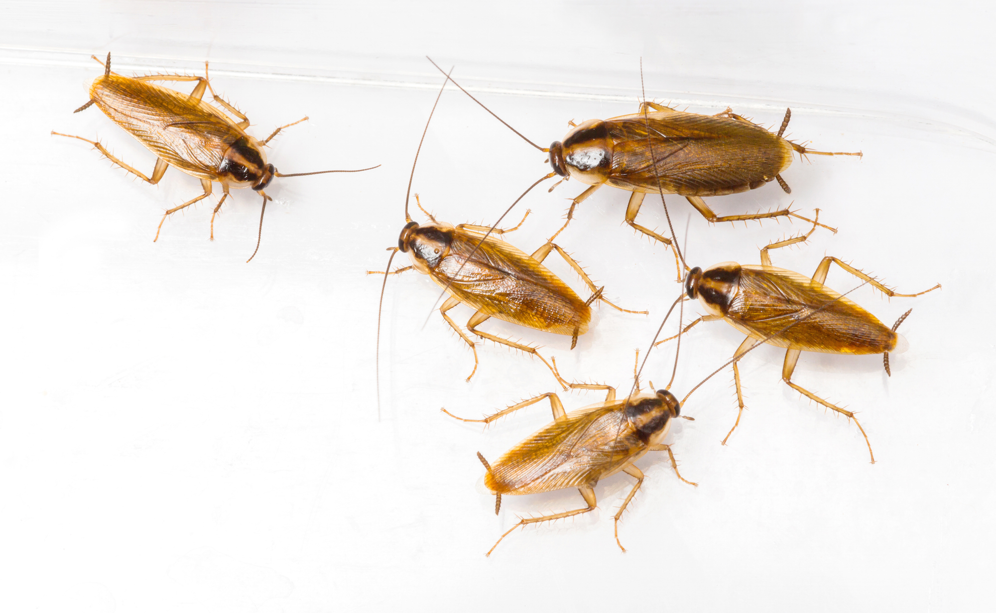 German Cockroaches | Pest Library | Economy Exterminators
