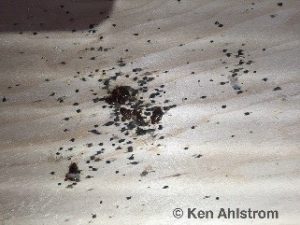 bed bugs on mattress