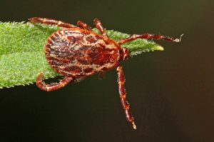 american dog tick