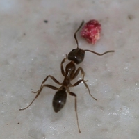 argentine ant