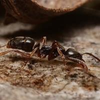 asian needle ant