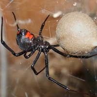 black widow spider