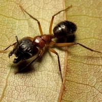 carpenter ant