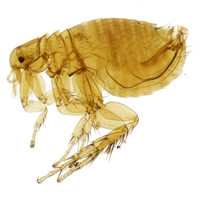 fleas