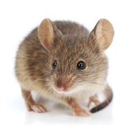 house mouse