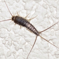 silverfish, Carolina pest control, silverfish extermination