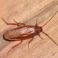 wood cockroach