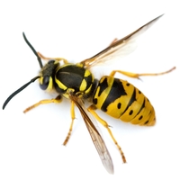 yellow jacket