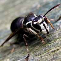 bald faced hornet