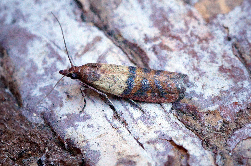 Indian Meal Moth