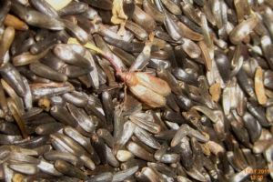 indian meal moth in food