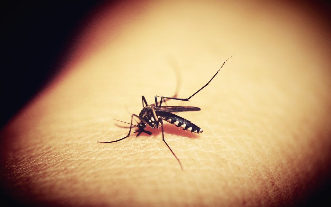 Mosquito Warning!