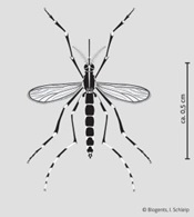 mosquito identification