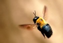 carpenter bee figure 1