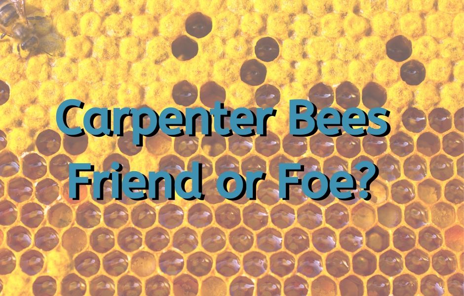 Carpenter Bees – Friend or Foe?