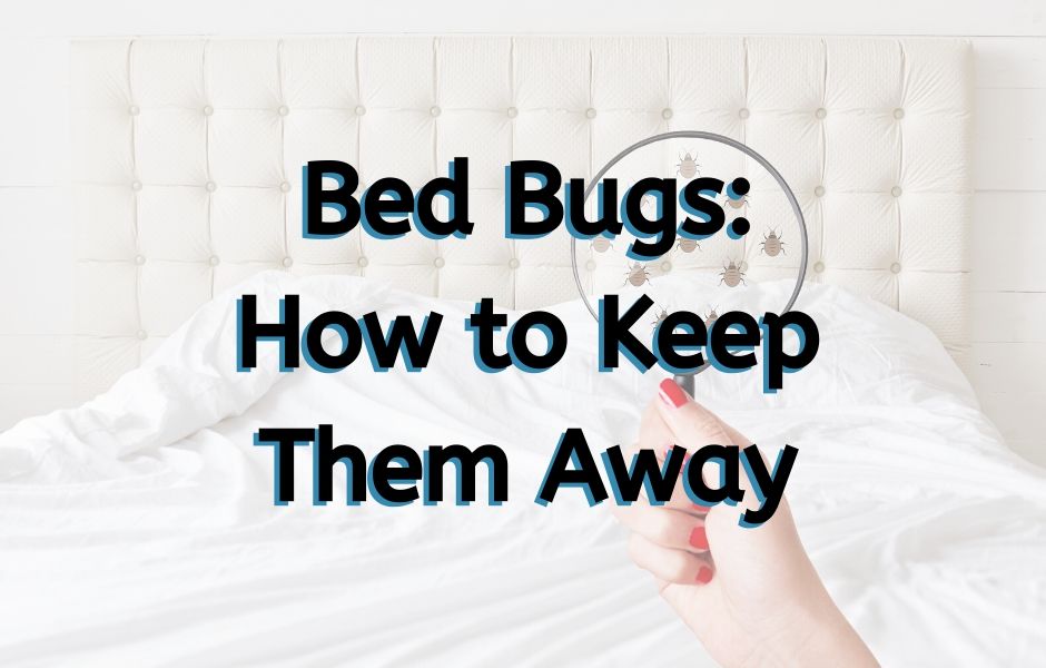 bed bug DIY