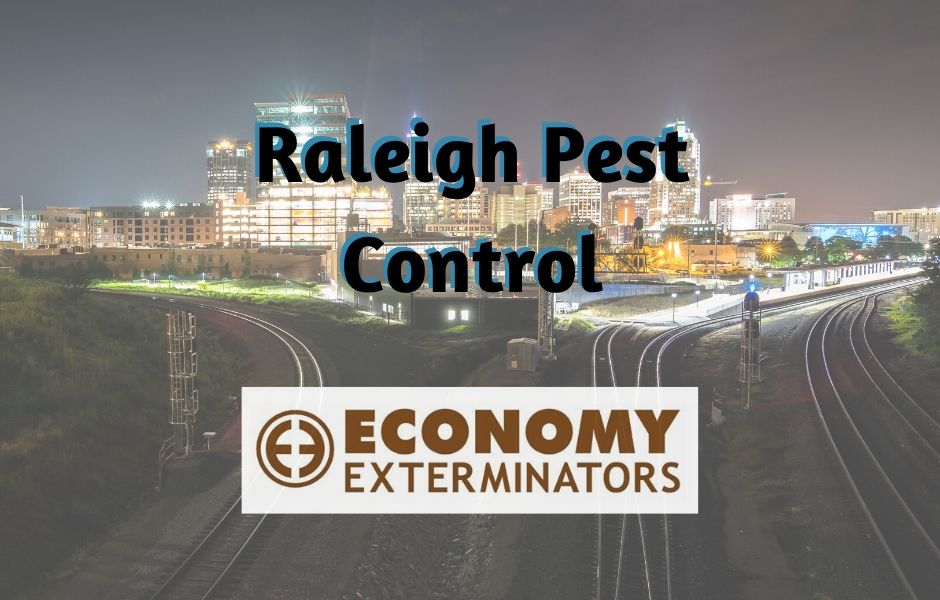 Pest Control Raleigh Nc Raleigh Exterminator Economy Exterminators