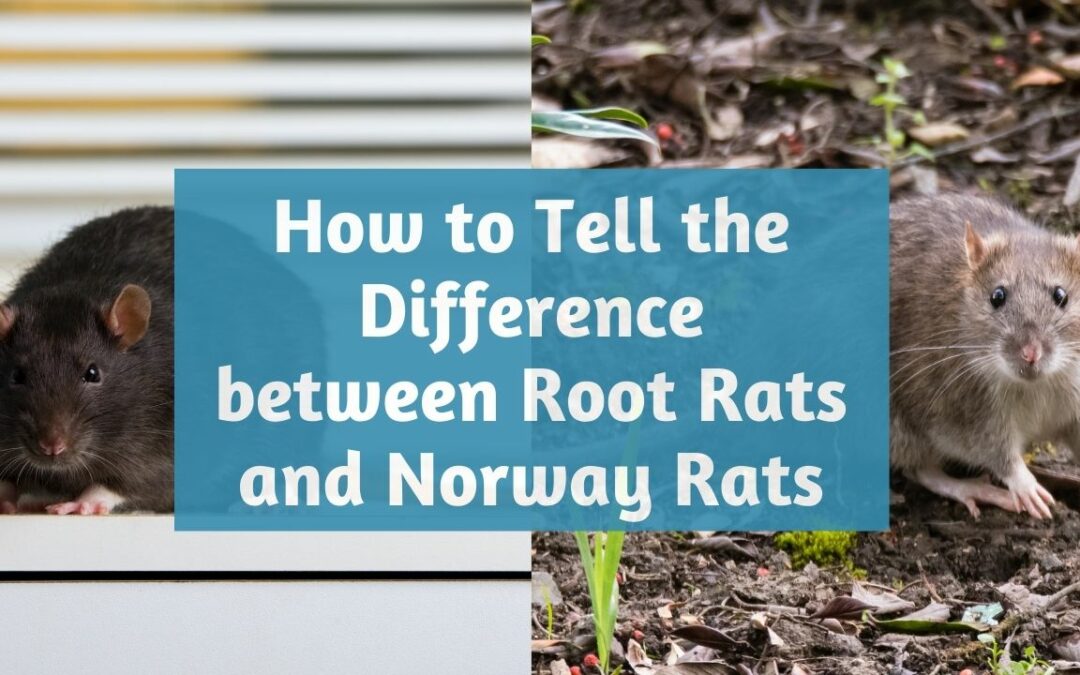 difference-between-roof-rats-norway-rats