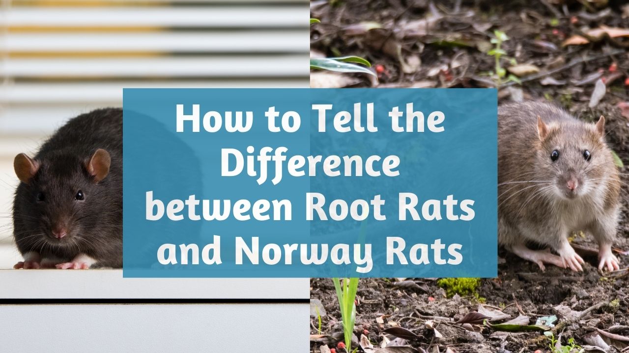 Get Rid of Roof Rats