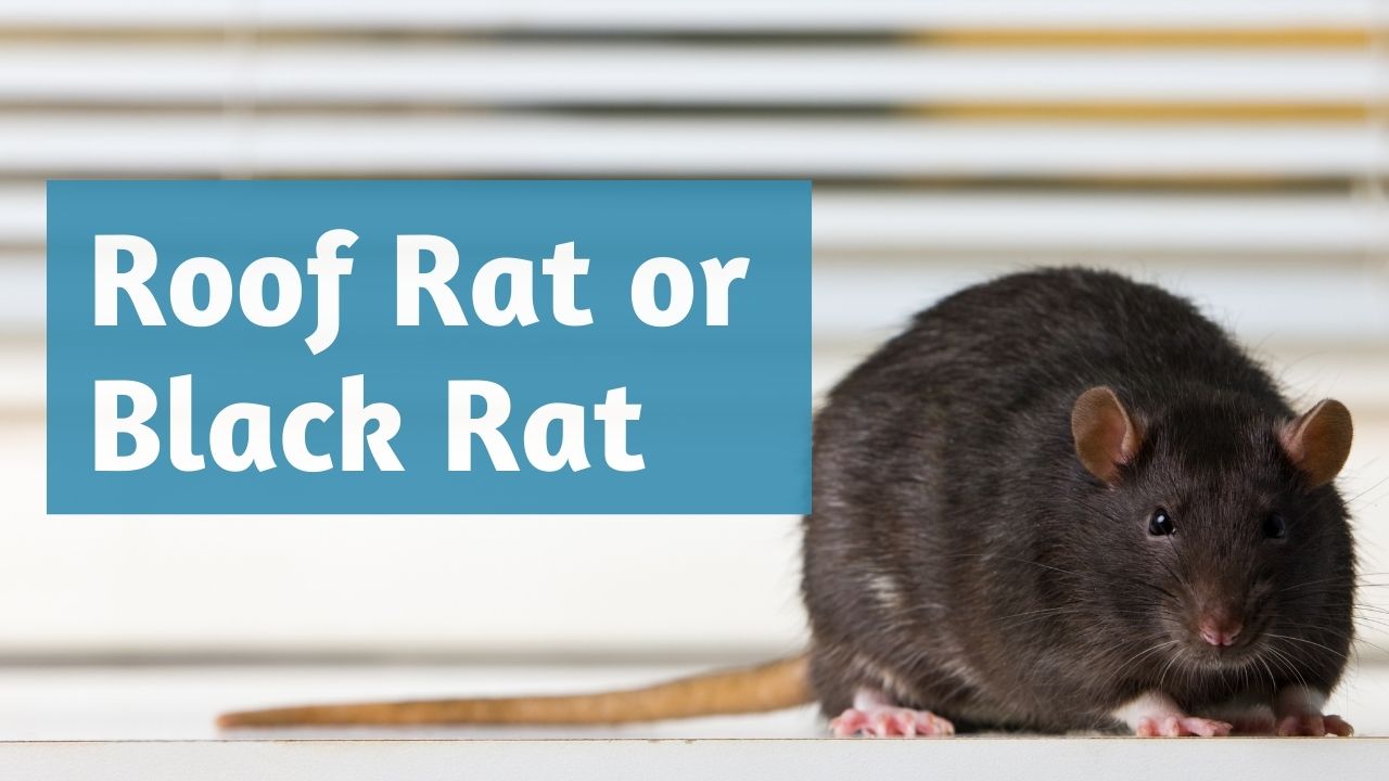 roof rat or black rat