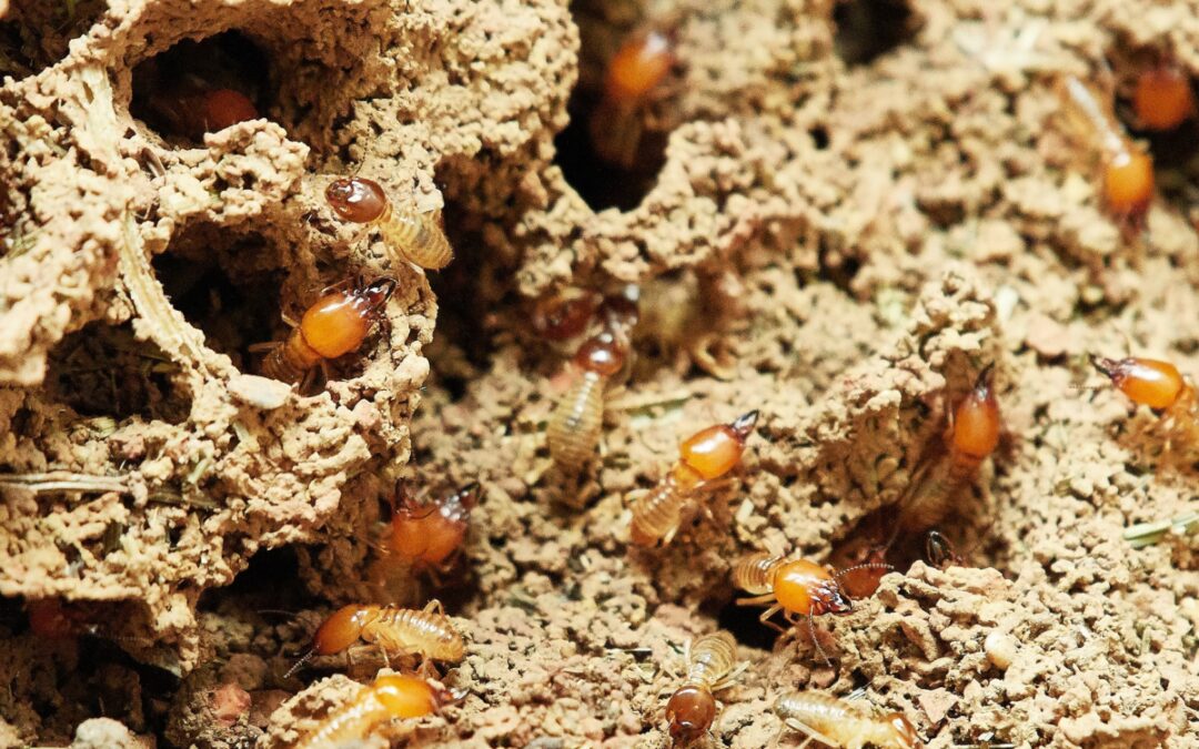 Termites in the Carolinas