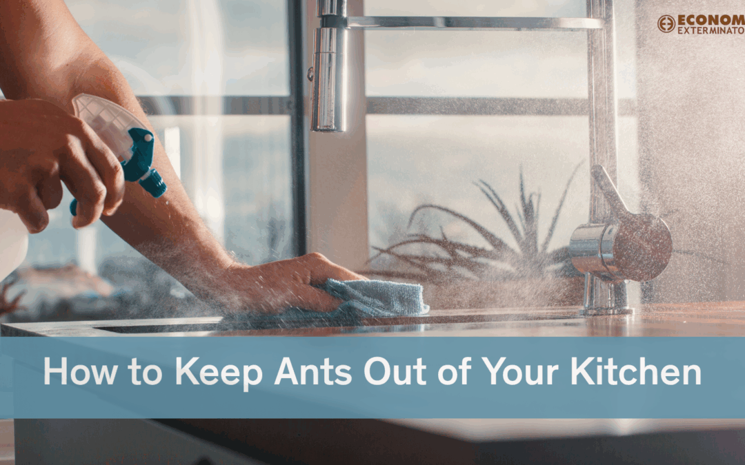 Image of someone wiping down a kitchen counter- How to Get Rid of Ants blog featured image