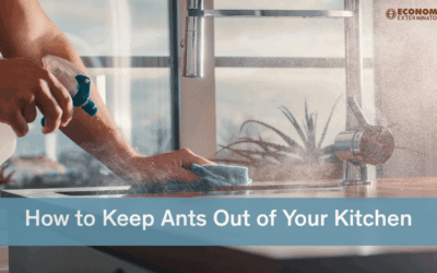 How to Get Rid of Ants—and Stop Summer Kitchen Infestations