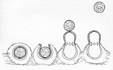 Figure 3. Stylized illustration showing mechanism of artillery fungus firing a spore.