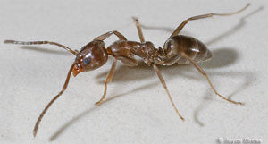 Argentine Ant