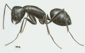 Carpenter Ant Exterminator