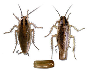 cockroach control raleigh wilmington charlotte