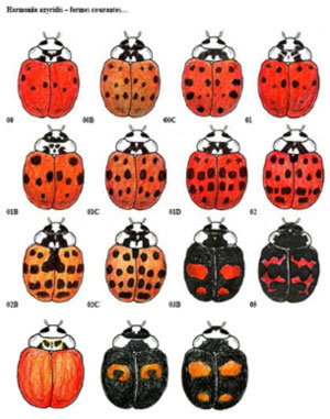 Lady Bugs